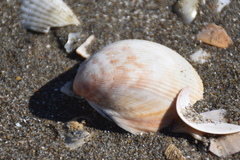 Laevicardium oblongum