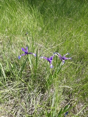 Iris reichenbachiana