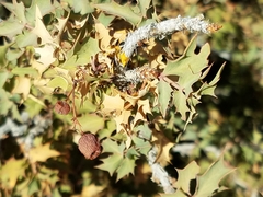 Berberis haematocarpa