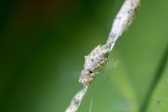 Cyclosa