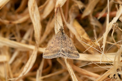 Pyrausta despicata