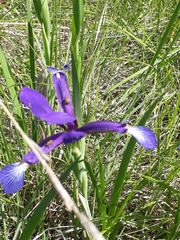 Iris reichenbachiana