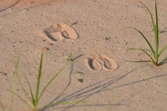 Odocoileus virginianus texanus