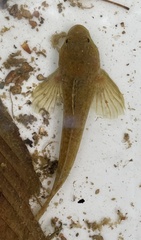 Cottus caeruleomentum