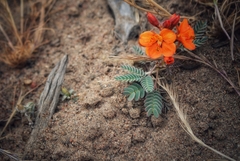 Hoffmannseggia trifoliata