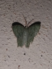 Chloropteryx tepperaria