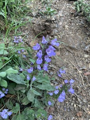 Salvia officinalis