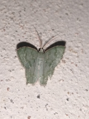 Chloropteryx tepperaria