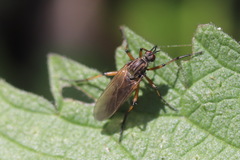 Empis opaca