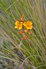 Hoffmannseggia trifoliata