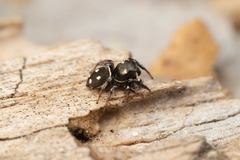 Heliophanus apiatus