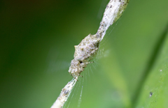 Cyclosa