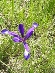 Iris reichenbachiana