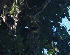 Orthotomus sepium