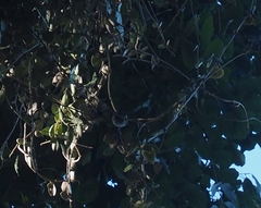 Orthotomus sepium