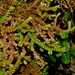 Selaginella helvetica - Photo (c) Jacy Chen, algunos derechos reservados (CC BY), subido por Jacy Chen