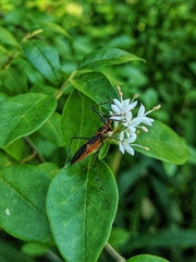 Zelus longipes