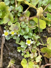 Ranunculus omiophyllus