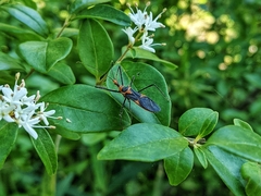 Zelus longipes