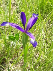 Iris reichenbachiana