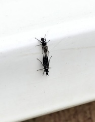 Dilophus febrilis