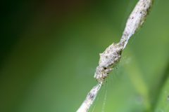 Cyclosa