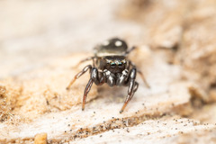 Heliophanus apiatus