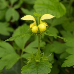 Lamium galeobdolon