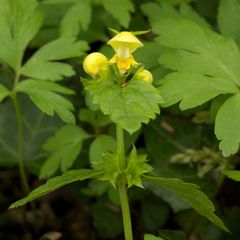 Lamium galeobdolon