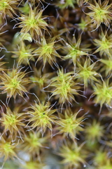 Syntrichia ruraliformis