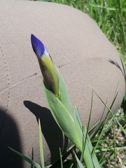 Iris reichenbachiana