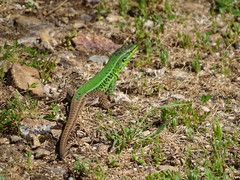 Podarcis waglerianus