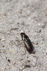 Selenophorus