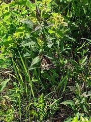 Papilio palamedes