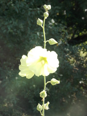 Alcea rugosa