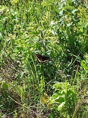 Papilio palamedes