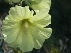 Alcea rugosa