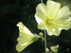 Alcea rugosa