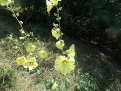 Alcea rugosa