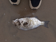 Amphistichus argenteus