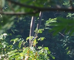 Hemipus hirundinaceus