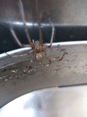 Tegenaria
