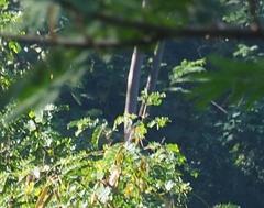 Hemipus hirundinaceus