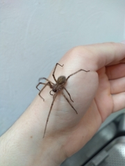 Tegenaria