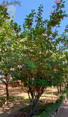Hibiscus rosa-sinensis