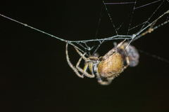 Eriophora