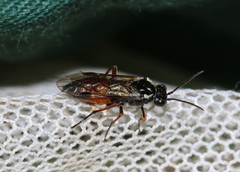 Aglaostigma aucupariae