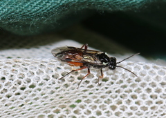 Aglaostigma aucupariae