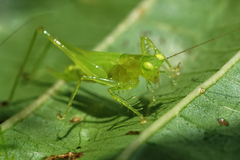 Phlugis