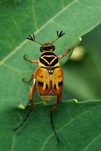 Delta Flower Scarab photo 6